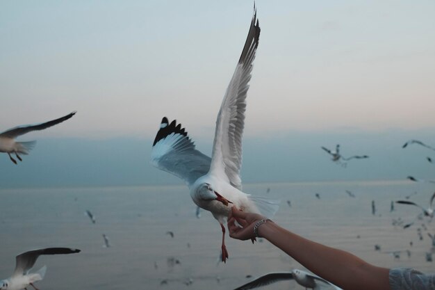 写真 空に向かって海を飛ぶカモメ