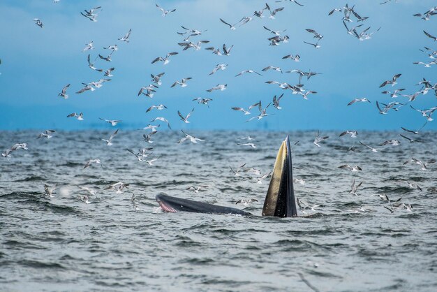 写真 空に向かって海を飛ぶカモメ