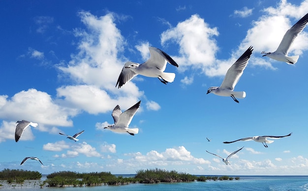 写真 空に向かって海を飛ぶカモメ