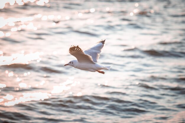 写真 海上を飛ぶカモメ