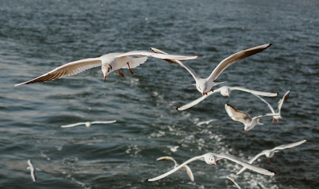 写真 海上を飛ぶカモメ