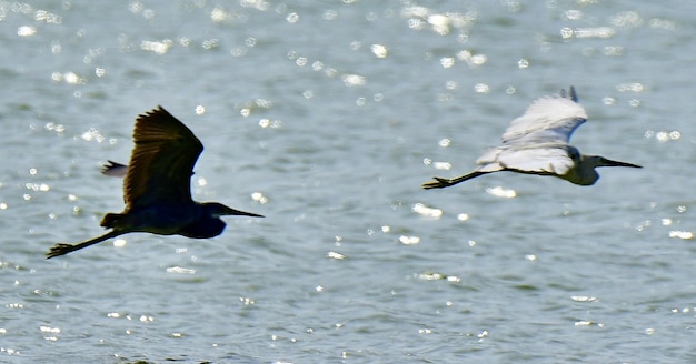 写真 海の上を飛ぶカモメ