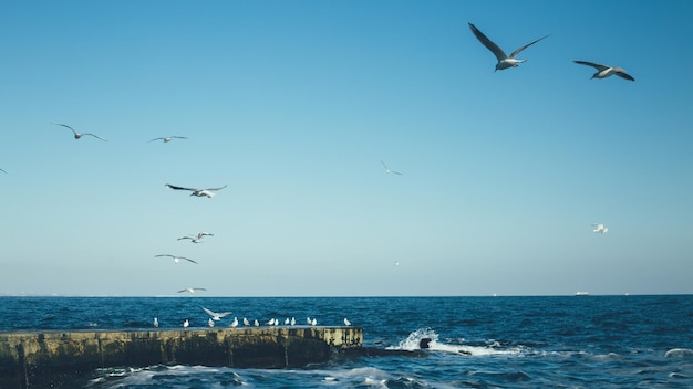 Фото Чайки летают над морем