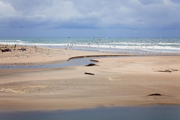 Photo seagulls flying over san gregorio lagoon and beach