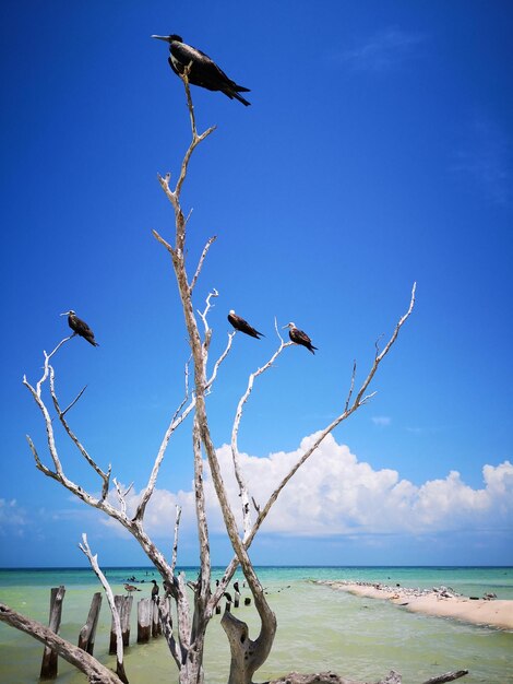 Seagulls flying over sea against blue sky