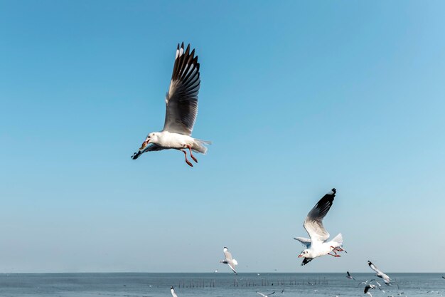 Seagulls flying over sea against clear sky