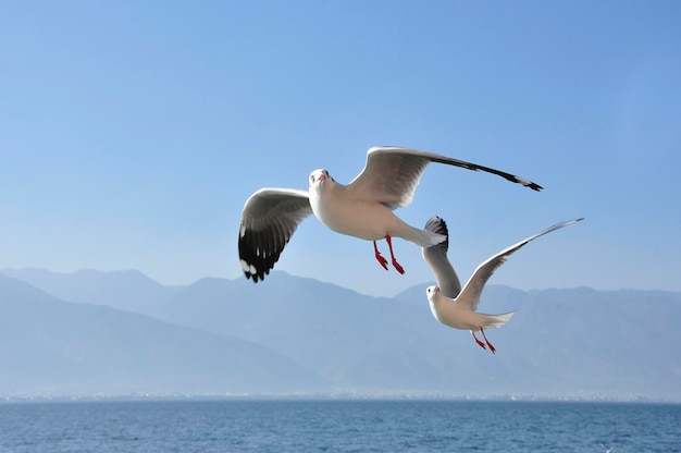 明るい空に照らして海を飛ぶカモメ