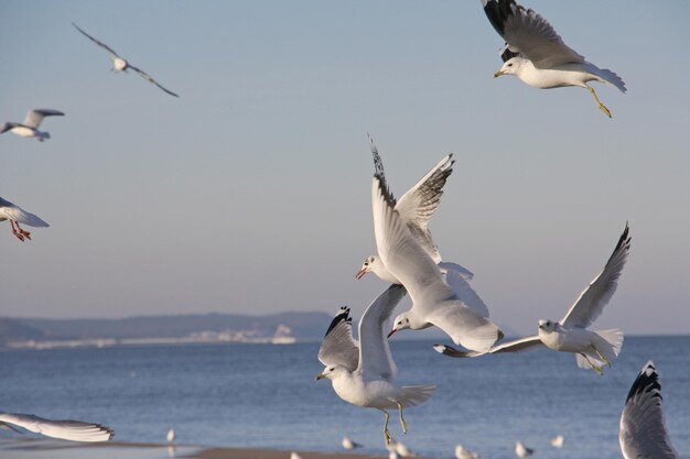 Foto gabbiani che volano sul mare contro un cielo limpido