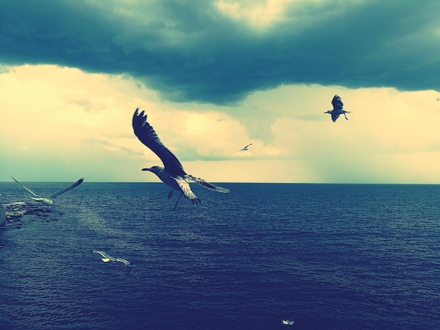 雲の空に照らして海を飛ぶカメ