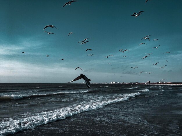 Seagulls flying over sea against sky