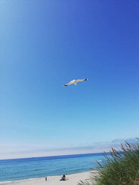 Seagulls flying over sea against sky