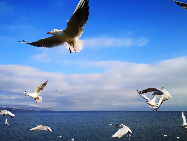 Seagulls flying over sea against sky