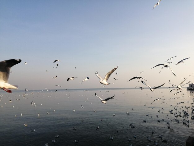 Seagulls flying over sea against sky