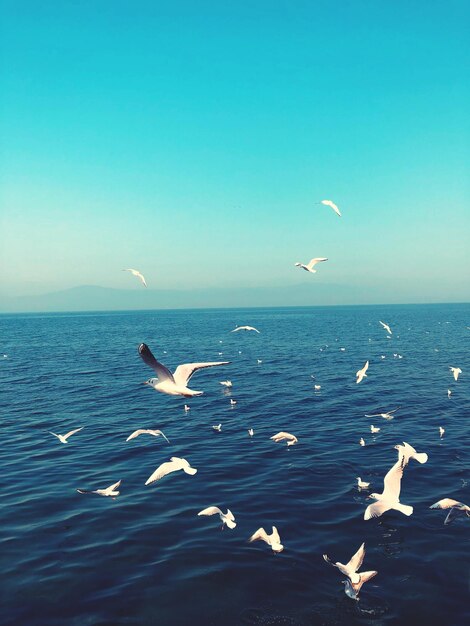 Photo seagulls flying over sea against sky