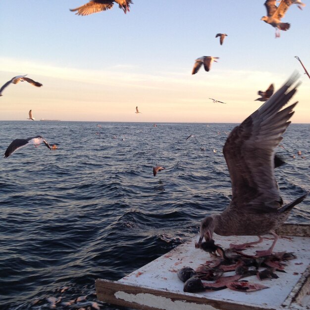 Photo seagulls flying over sea against sky