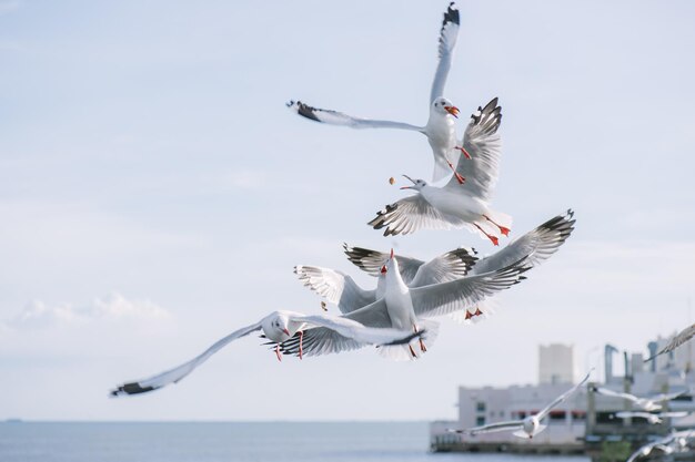 空に向かって海を飛ぶカモメ