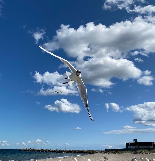 Seagulls flying over sea against sky