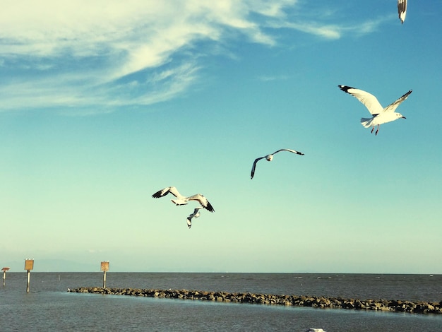 Seagulls flying over sea against sky