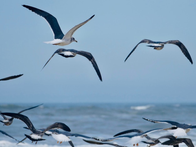 Photo seagulls flying over sea against sky