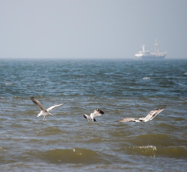 Photo seagulls flying over sea against sky