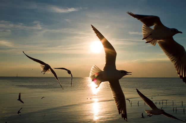 Gabbiani che volano nel mare il tramonto della sera