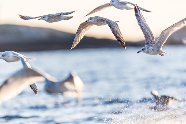 Seagulls flying over sea