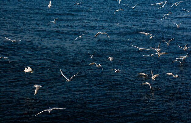 Photo seagulls flying over sea