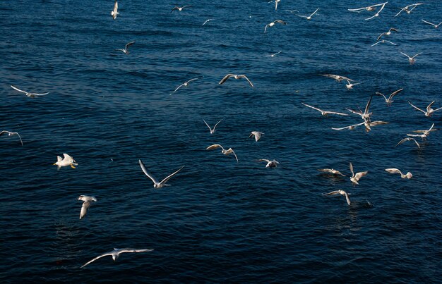 Seagulls flying over sea