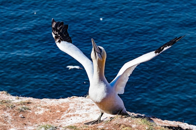 Foto i gabbiani che volano sul mare