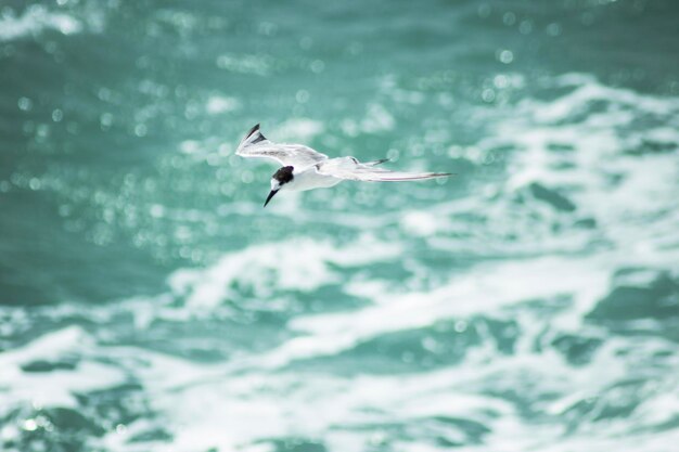 Foto i gabbiani che volano sul mare