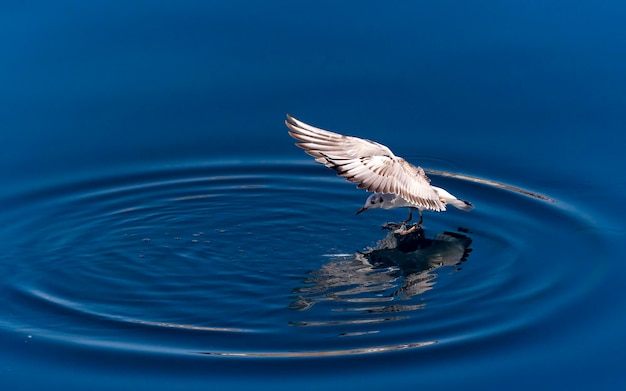 Photo seagulls flying over sea