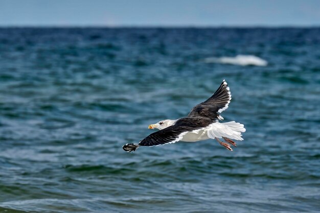 Foto i gabbiani che volano sul mare