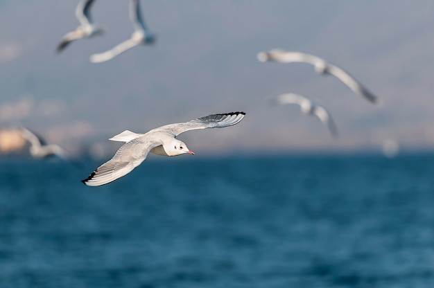 Foto i gabbiani che volano sul mare