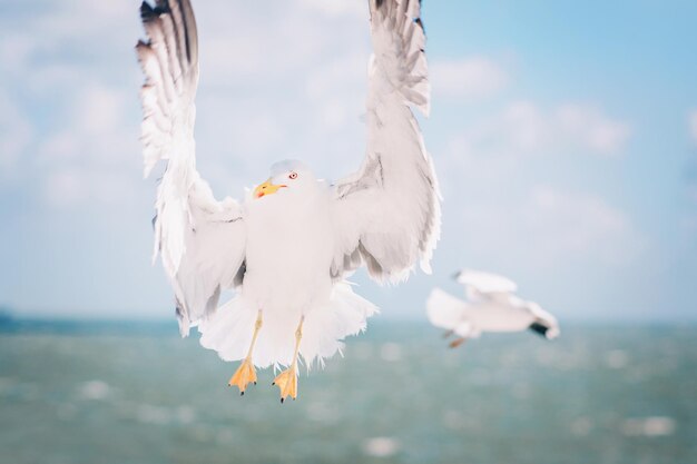 Foto gabbiani che volano sul mare