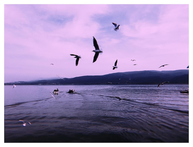 Seagulls flying over sea