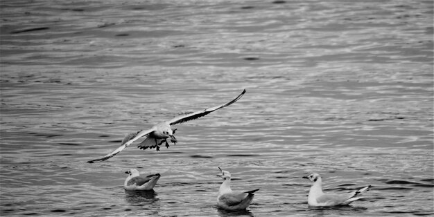 Seagulls flying over sea