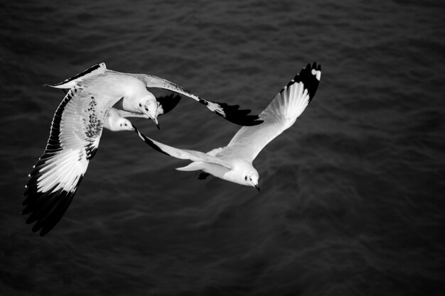 Seagulls flying over sea