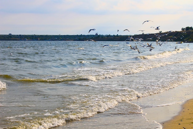 Seagulls flying over the sea