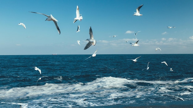 Foto gabbiani che sorvolano il mare