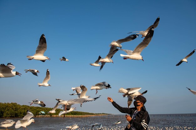 Seagulls flying in the sky chasing after food that a tourist come to feed on them at bangpu