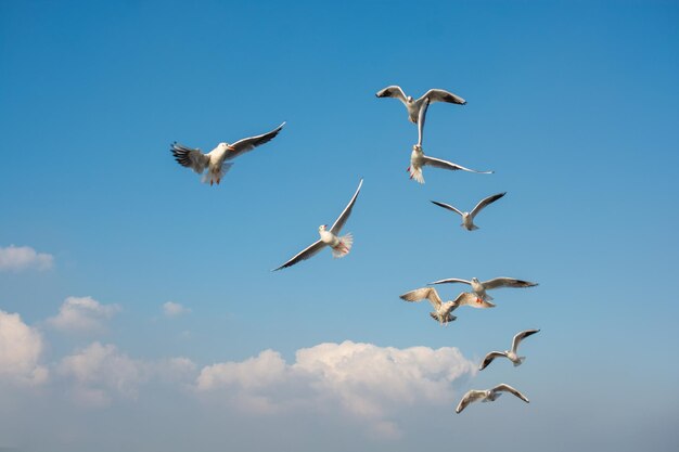 Seagulls flying in sky Seagulls are flying in sky as background