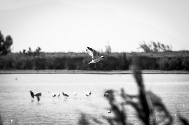 Photo seagulls flying in the sky