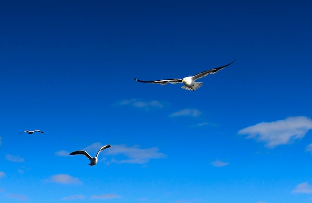 空を飛ぶカモメ