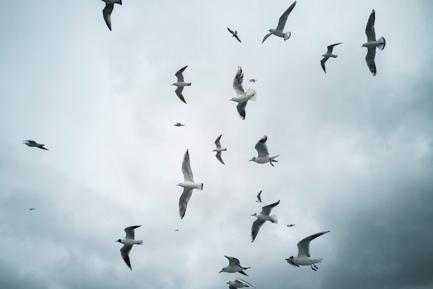 Seagulls flying in the sky