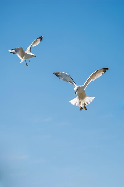 Seagulls flying in a sky