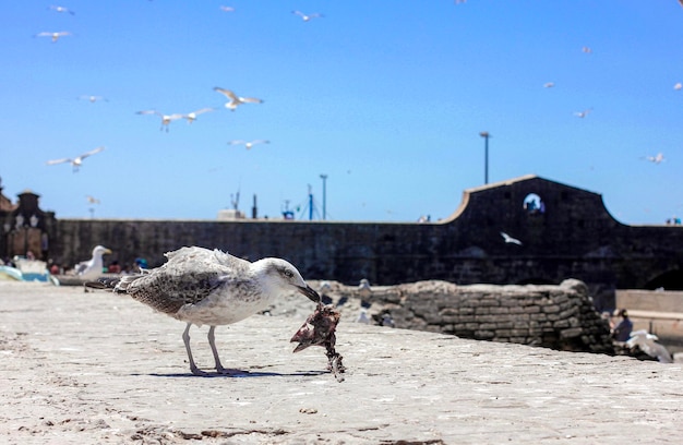 Foto i gabbiani che volano in una città