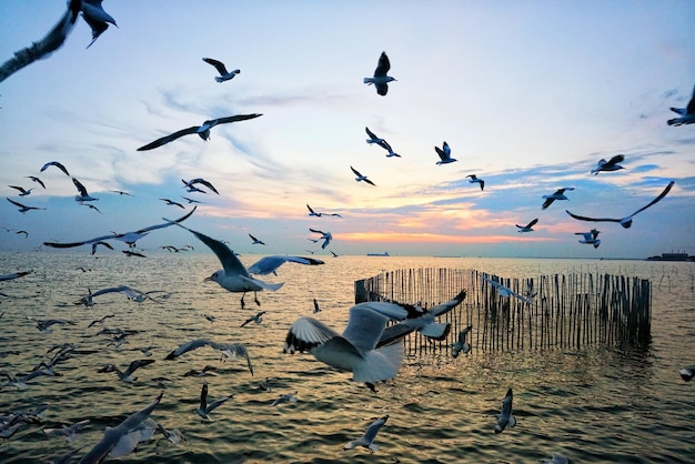 Seagulls flying over water against sky