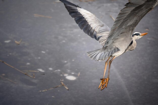 Seagulls flying in the water