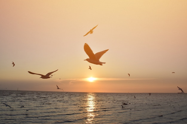 seagulls flying with sunset sky