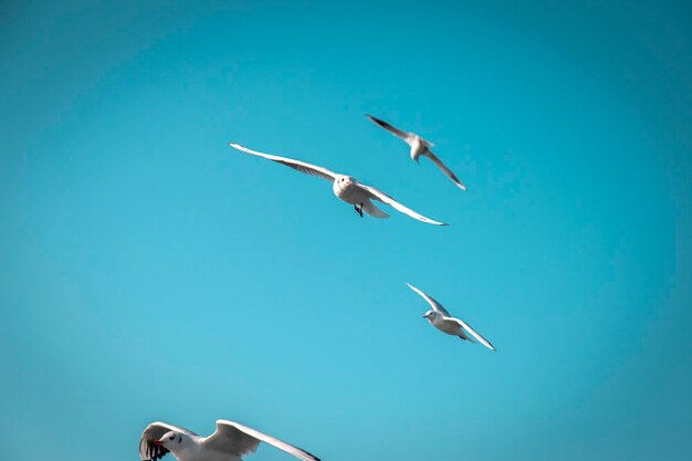 Photo seagulls on a formation flight